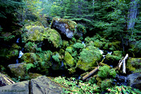 Oregon Green & Wet