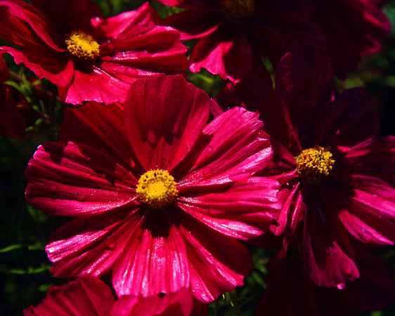 Red Of Cosmos