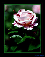 Peppermint Sweet Rose